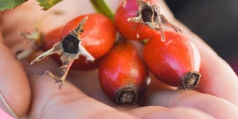 Kako pravilno sušiti šipak u pećnici na plin, električni štednjak